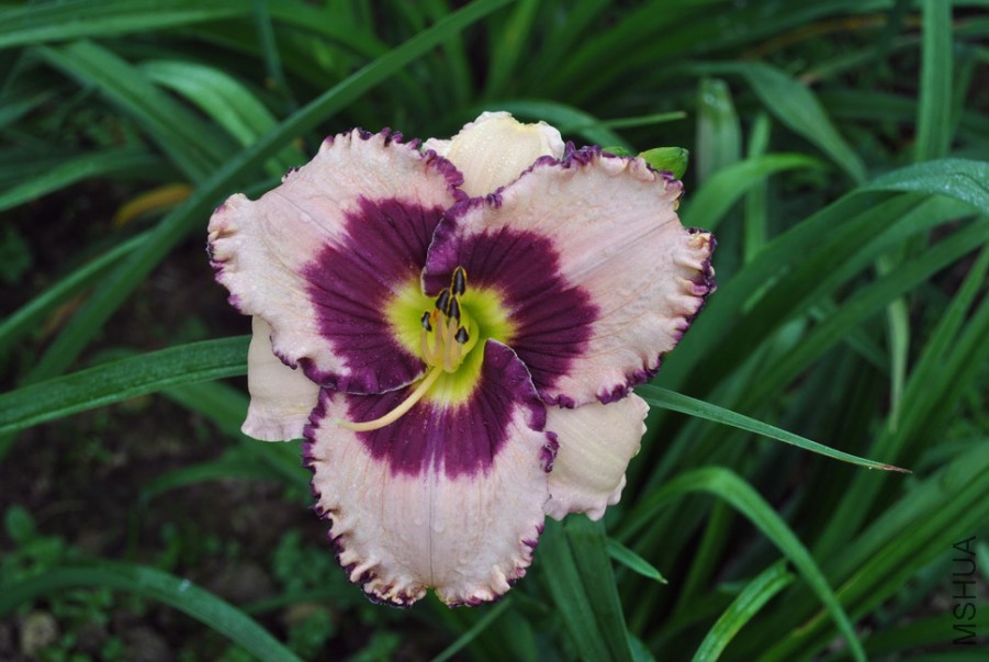 F1��1033ˮ��֮�� (2).jpg