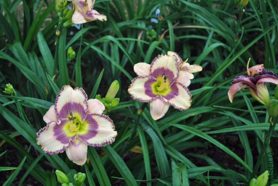 F1��989����������1 (7).jpg