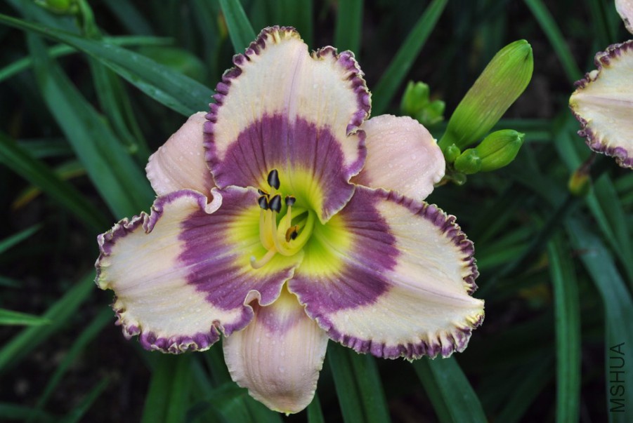 F1��989����������1 (8).jpg