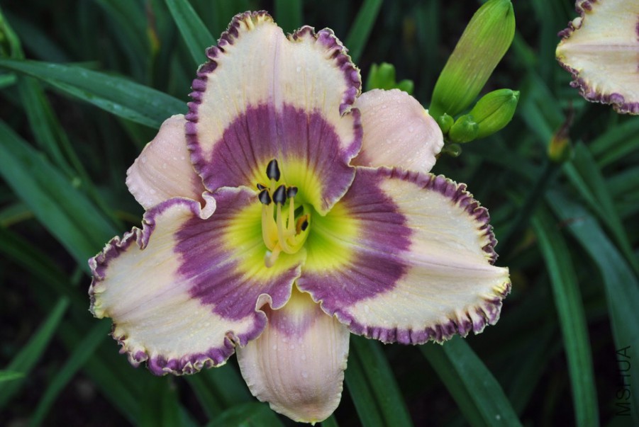 F1��989����������1 (9).jpg