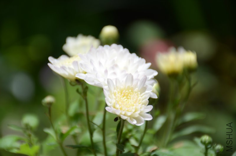 201606052 041.JPG