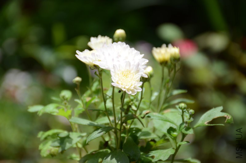 201606052 042.JPG