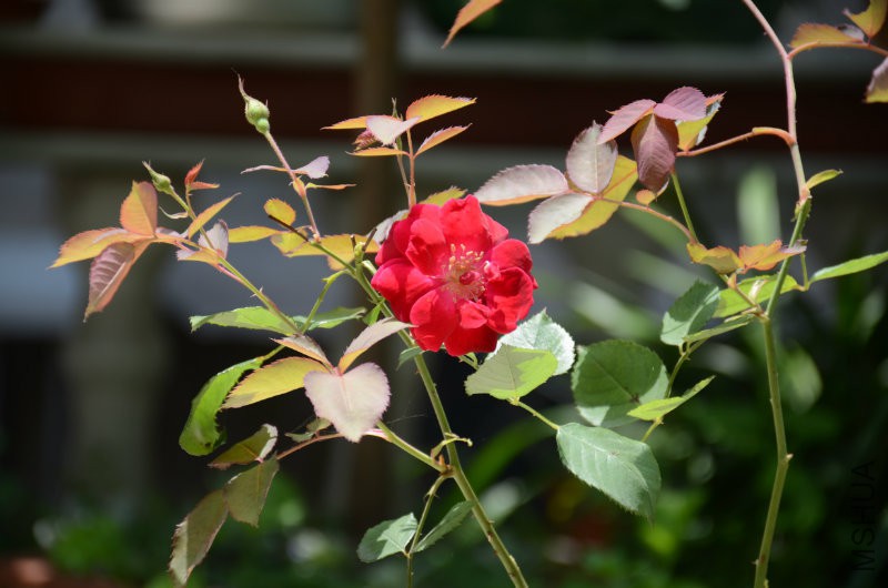 201606052 024.JPG
