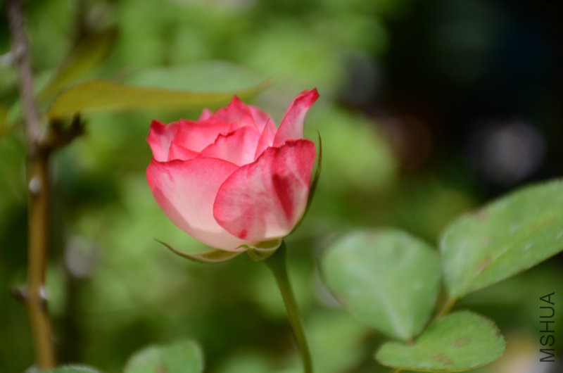 201606052 050.JPG