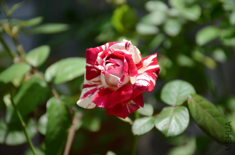 201606052 053.JPG
