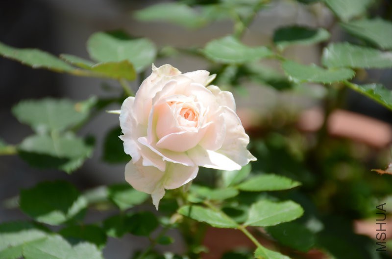 201606052 054.JPG
