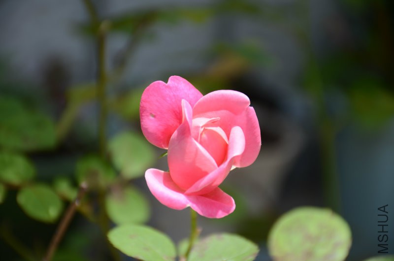 201606052 055.JPG
