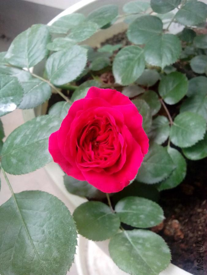 IMG_20160413_113946.jpg