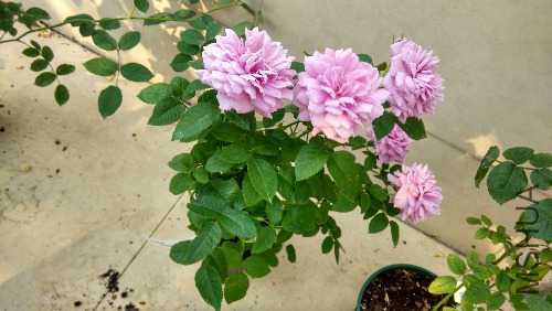 IMG_20160605_081518_HDR.jpg