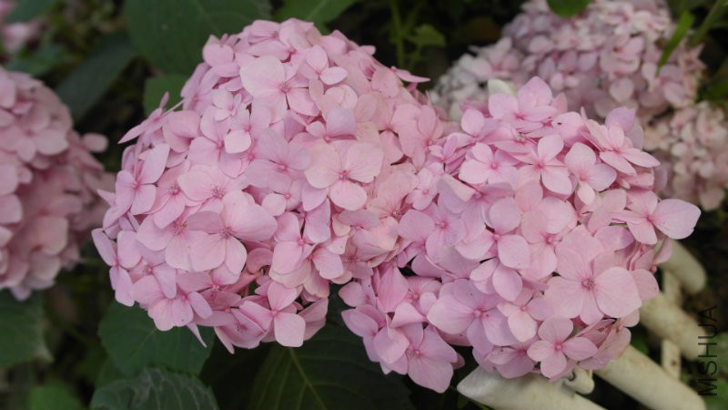 _SAM2495 - �?��.JPG