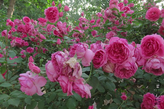 IMG_2105.JPG