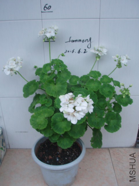 P1012847.JPG