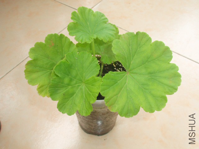 P1012817.JPG