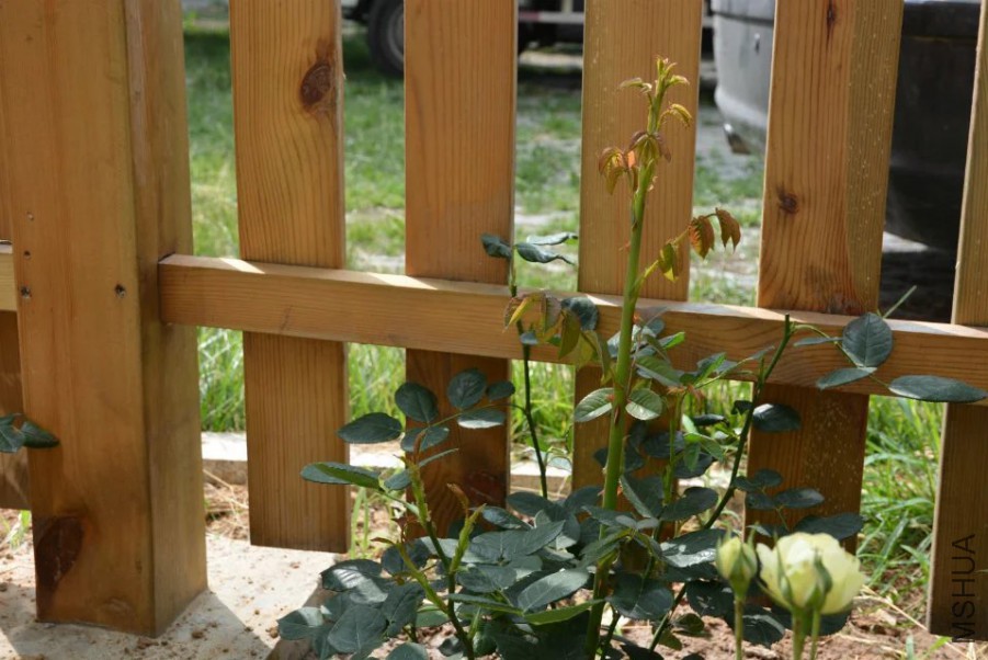 ���ն���ׯ԰���ٱ��ɣ�һ����ѿ�ವ�һ�׶���