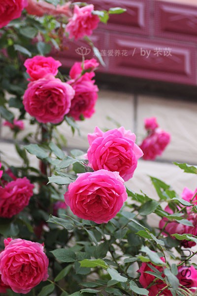 IMG_3818.jpg