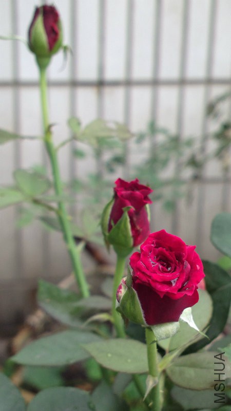 2014-05-01-6317.jpg