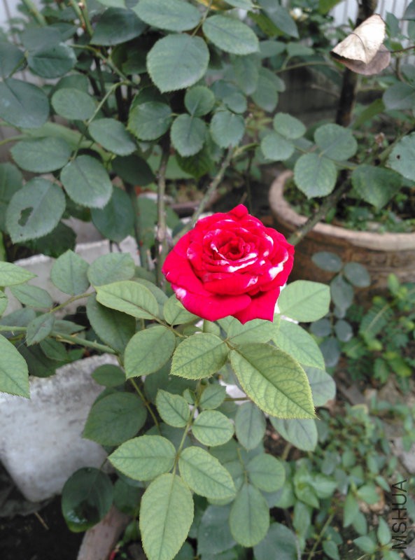 IMG_20140610_102157.jpg