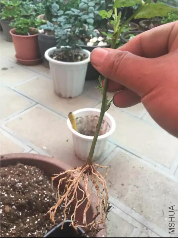 ����.jpg