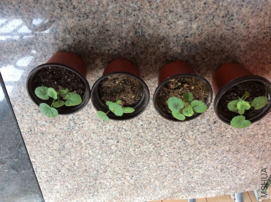 �Ҽҵ�С���ǲ��ǲ�����ѽ��