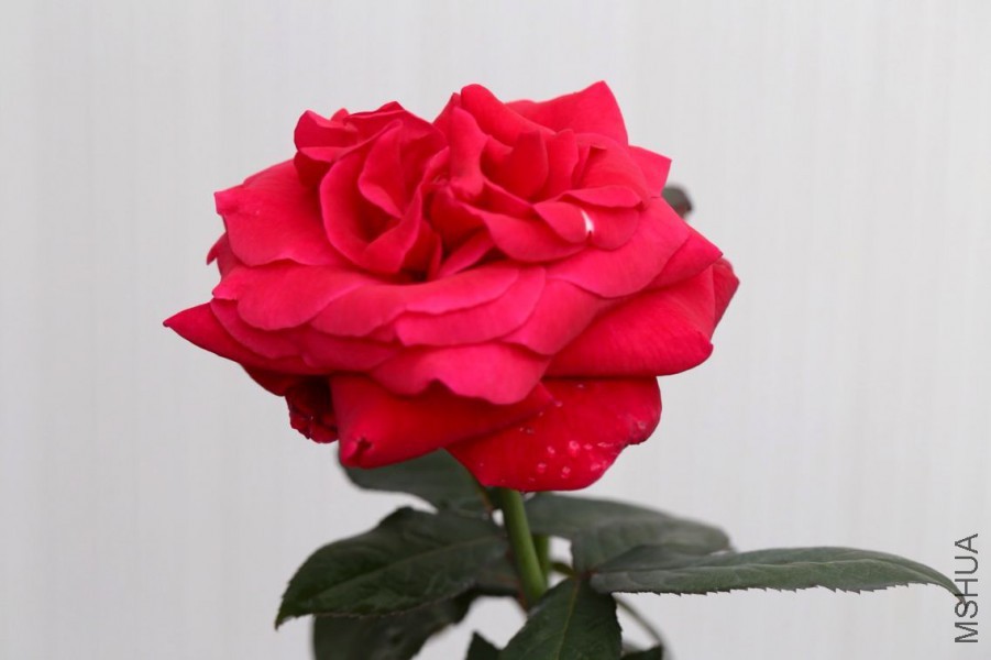 IMG_5652.JPG