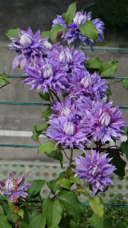 DSC06659.JPG