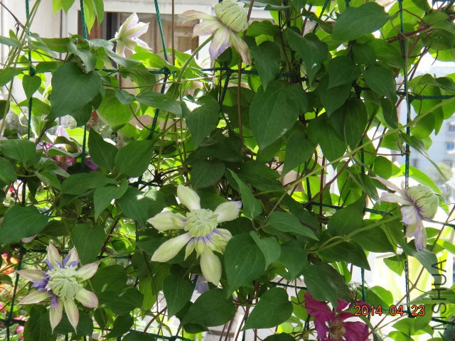 DSC09456.JPG
