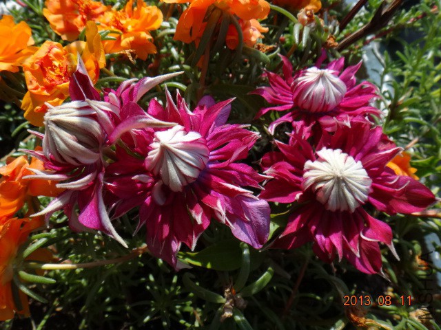 DSC00871.JPG