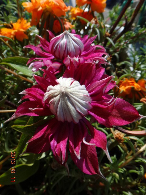 DSC00875.JPG
