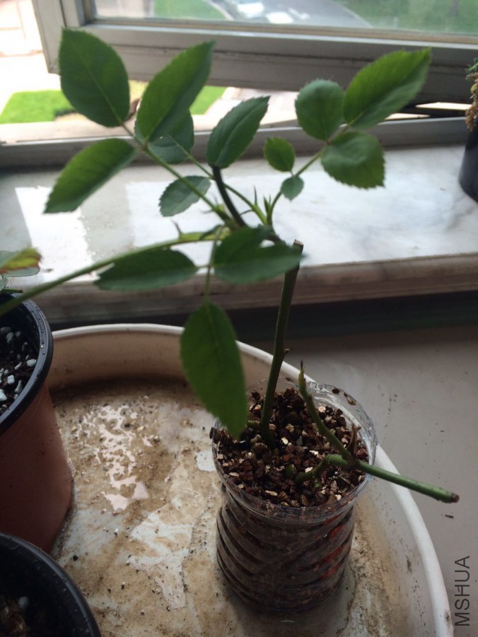 ����Ǥ��