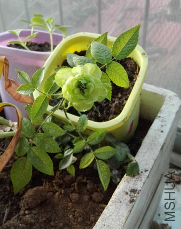 ����Ҳ��Ц���绨  