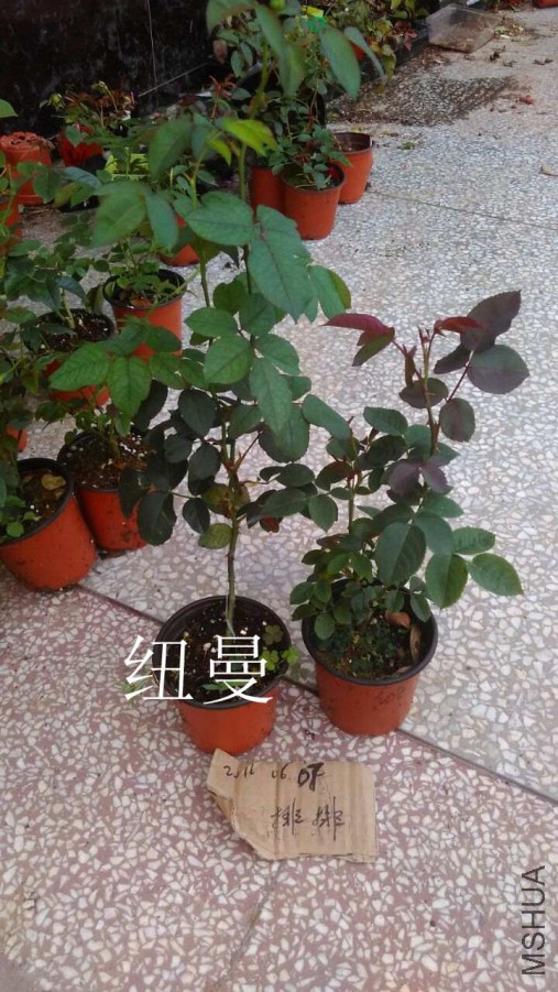 QQͼƬ20160607171413.jpg