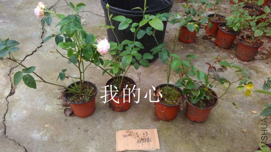 QQͼƬ20160607171430.jpg