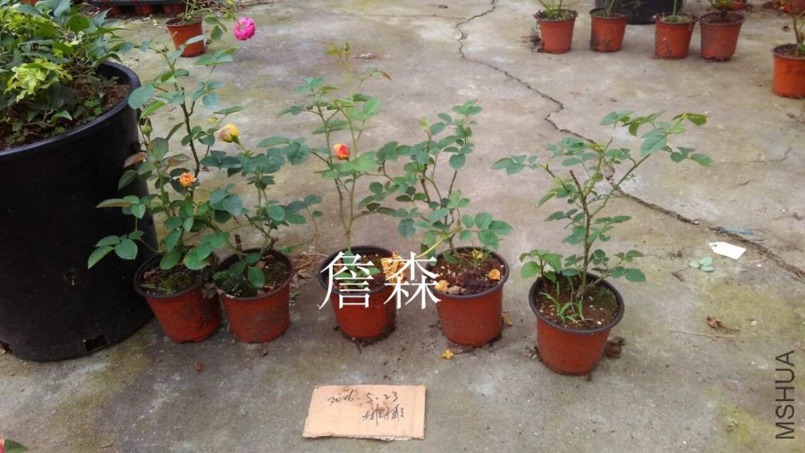QQͼƬ20160607171432.jpg