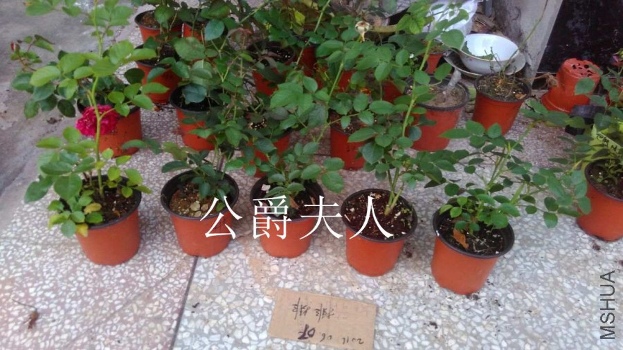 QQͼƬ20160607171436.jpg