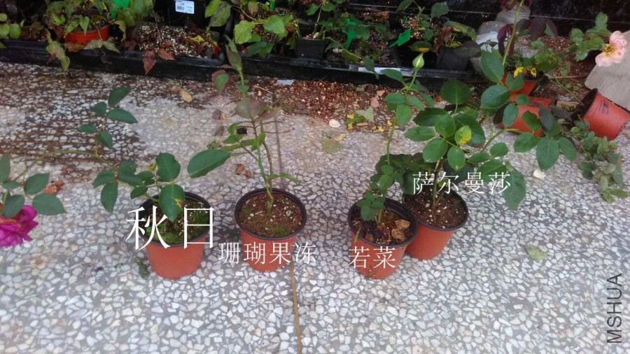 QQͼƬ20160607174346.jpg