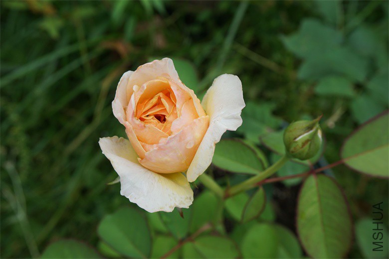 DSC00821_��ͼ��.jpg