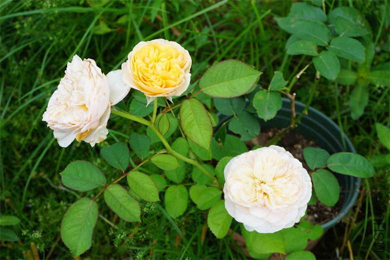 DSC01311_��ͼ��.jpg