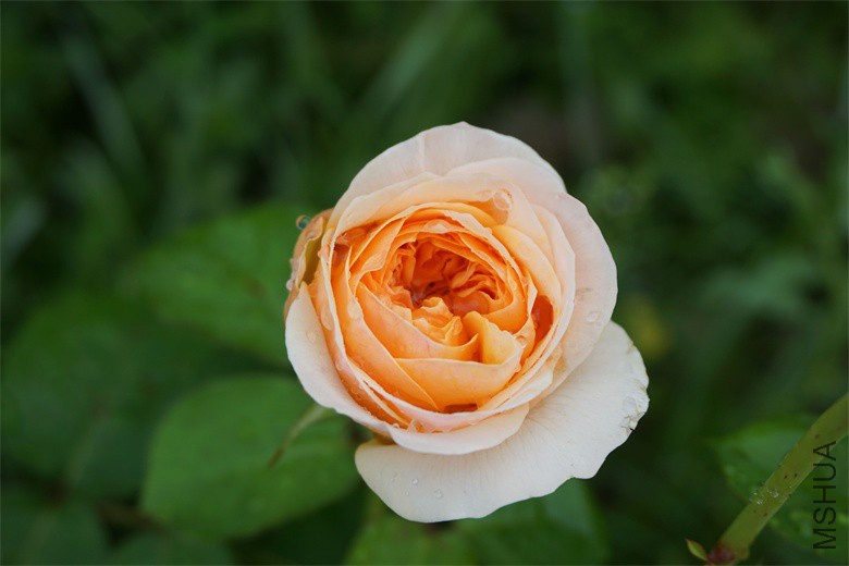 DSC08521_��ͼ��.jpg