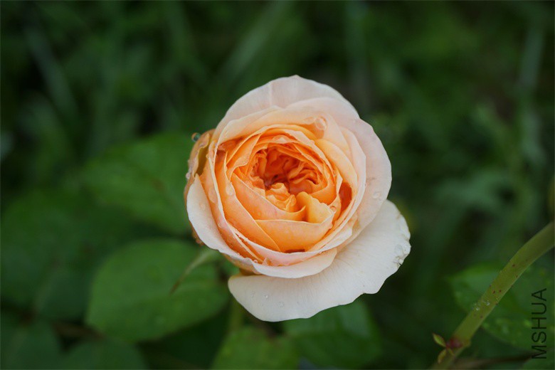 DSC08518_��ͼ��.jpg