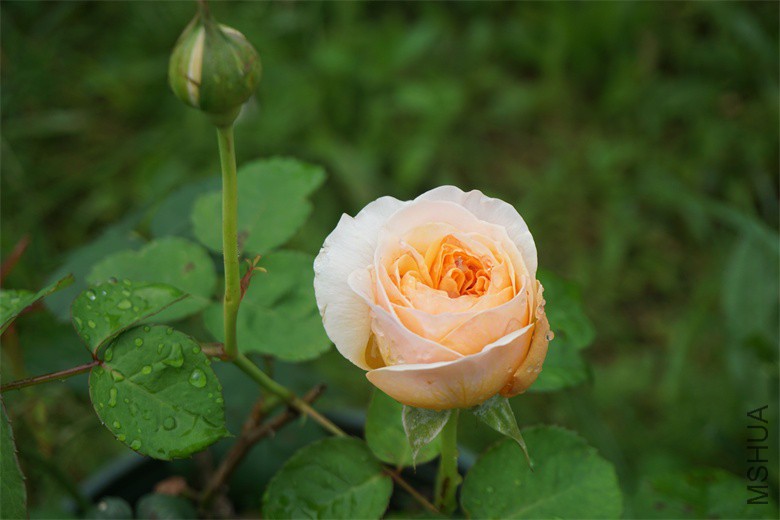 DSC08625_��ͼ��.jpg