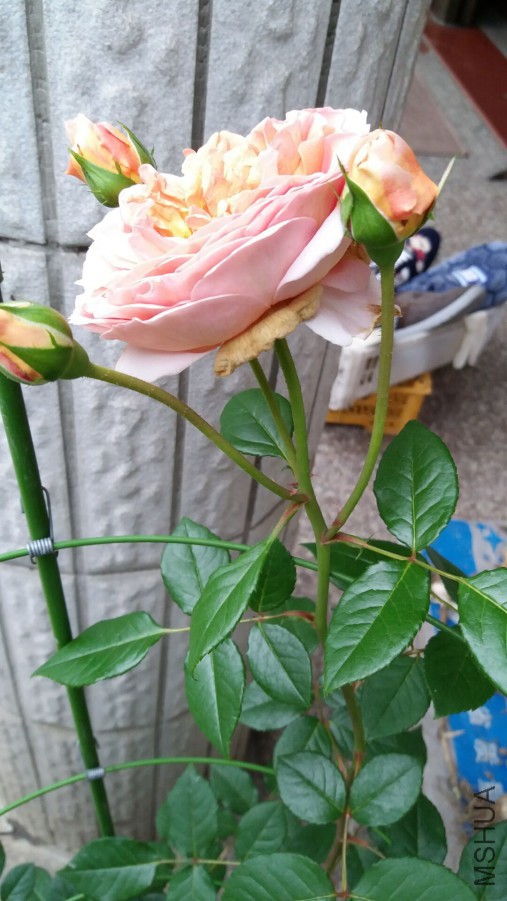 ��һ�ֲ����Ҷ��