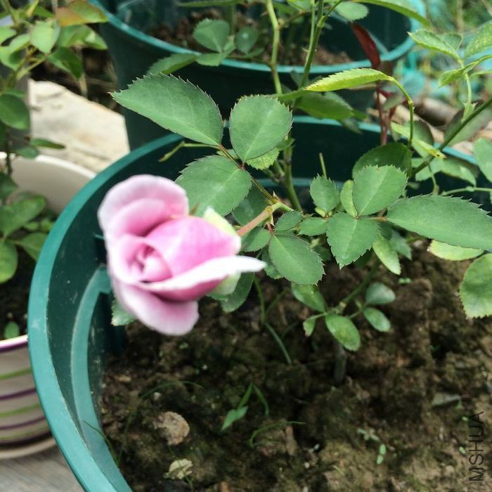 IMG_7967.JPG