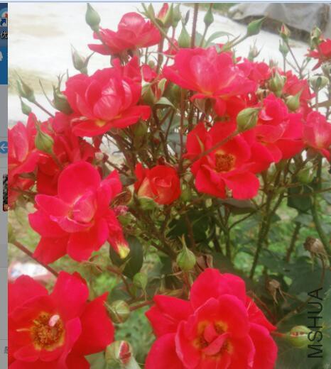 ��ɫ���˴�����������