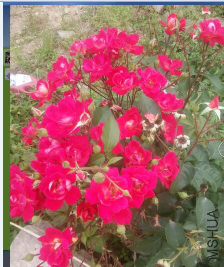 צ���ճ�����ƫ��