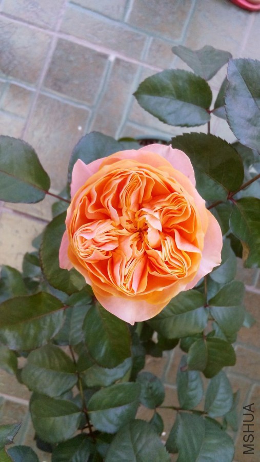 DSC_4481.jpg