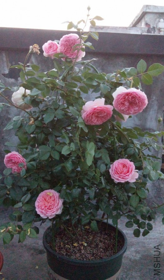 DSC_4463.jpg