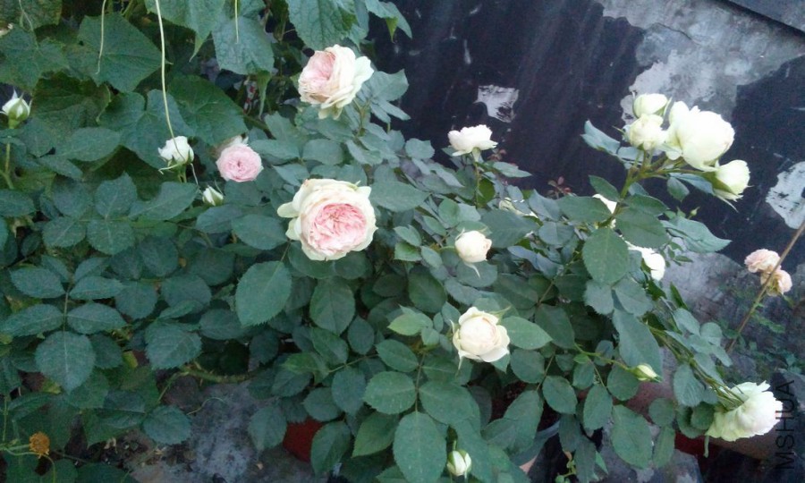 DSC_4452g.jpg