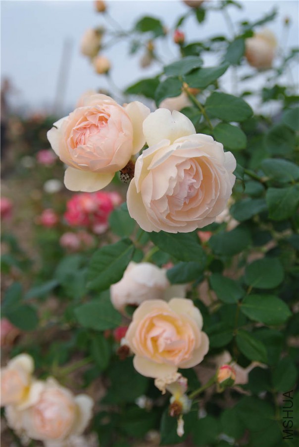 IMGP3649.jpg