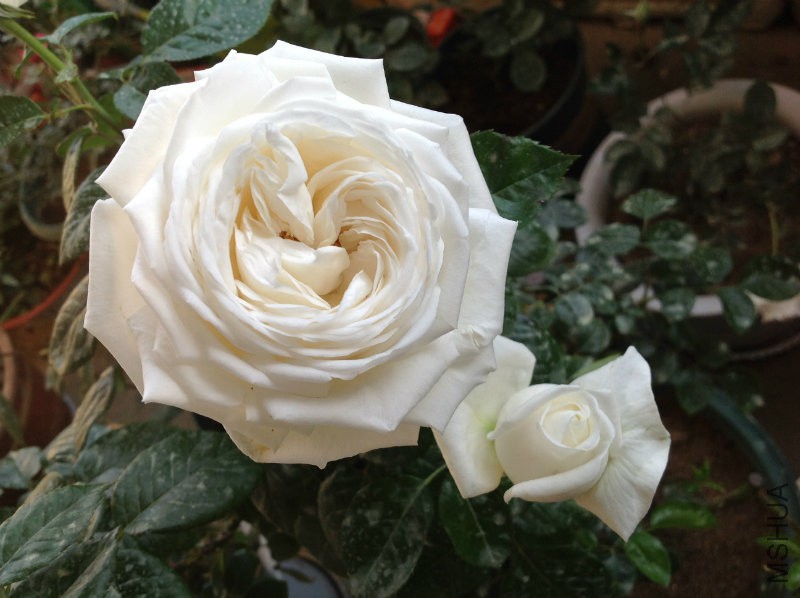 2016-04-09 175741.jpg