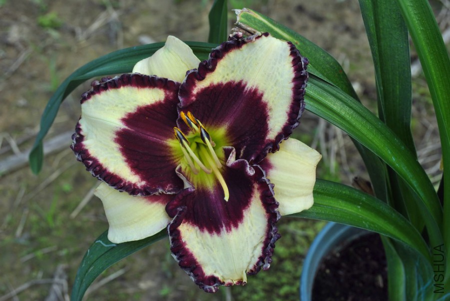 F1��986���ر�ʯ1 (3).jpg